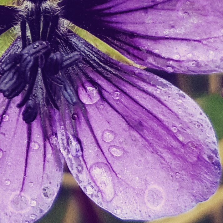 Understanding Depression - The Truths and Myths - The Last Krystallos - Weeping Geranium