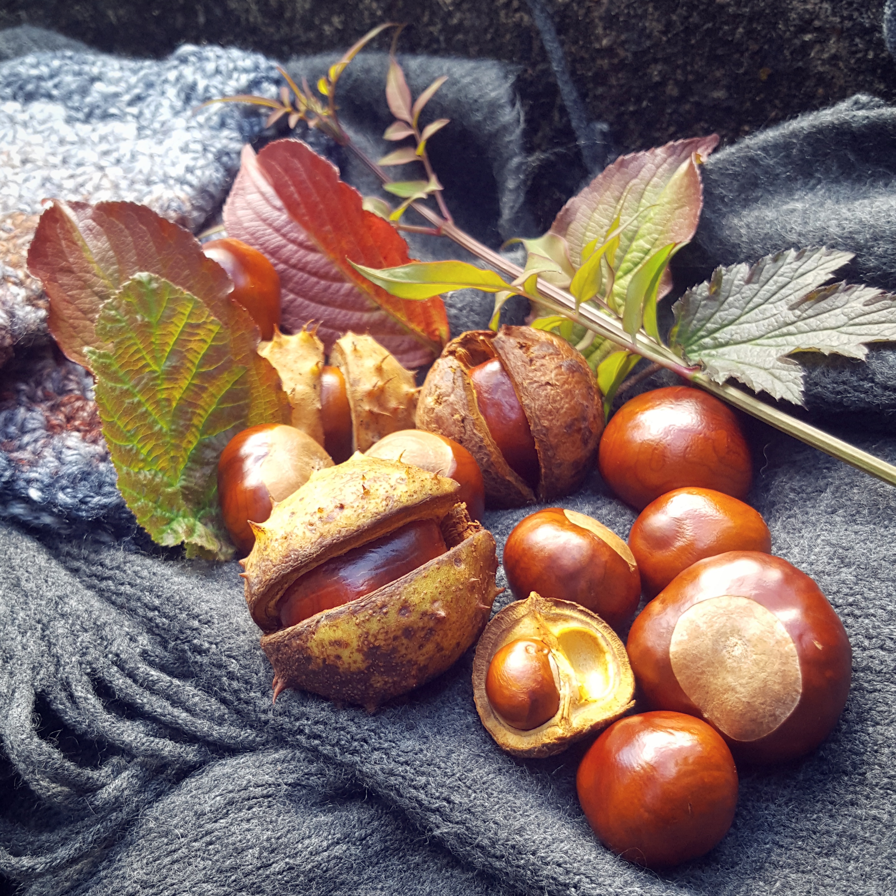 Horse Chestnuts - Conkers - Be Part of Autumn - The Last Krystallos