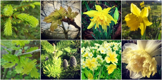Christmas Tree - Oak - Daffodils - Primroses - Cowslip - Abies Koreana new growth