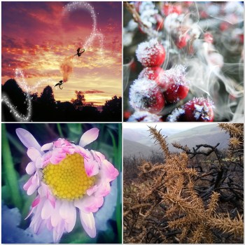 A Symphony of Seasons © Lisa Shambrook