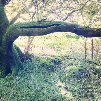 Freya's Dragon © Lisa Shambrook