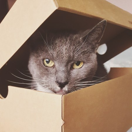 Misty... Move away from the box... the last krystallos