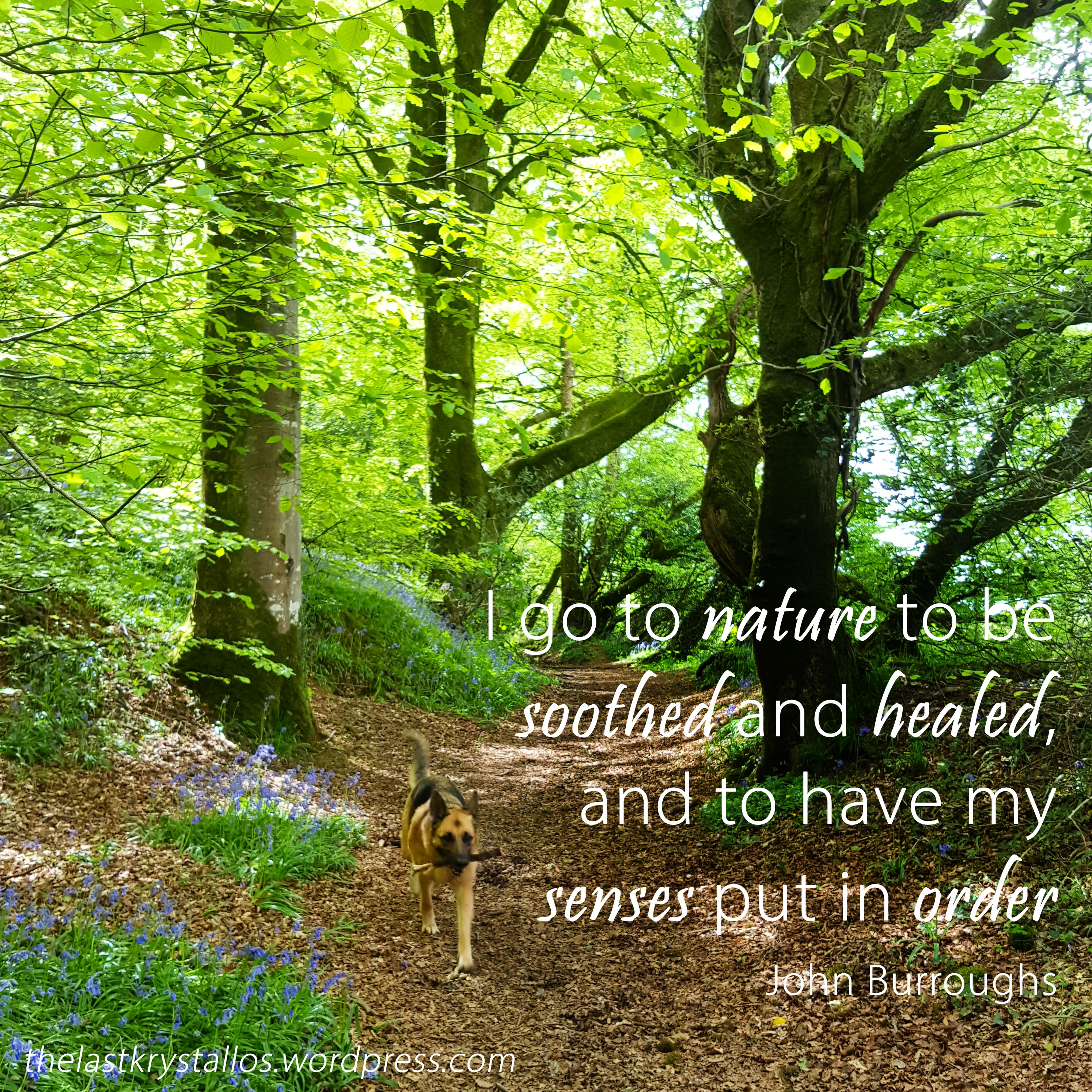 I go to nature to be soothed and healed, and to have my senses put in order - John Burroughs - The Last Krystallos