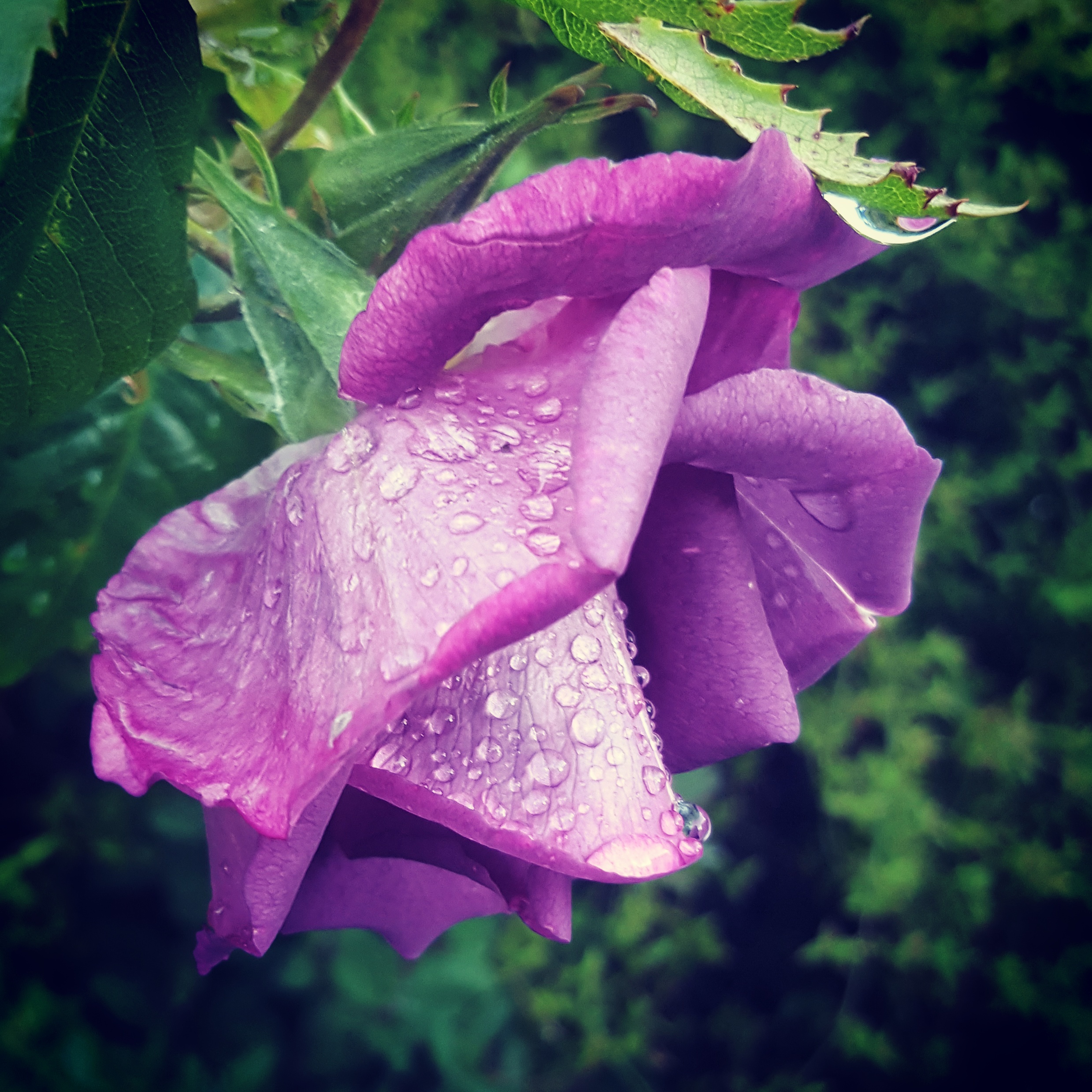 Rhapsody in Blue Rose - The Last Krystallos