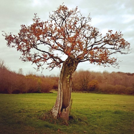 Green Castle Woods Old Oak Nov 2016 - lisa shambrook