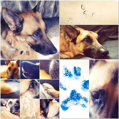 Roxy Nov 2018 10 years - thelastkrystallos