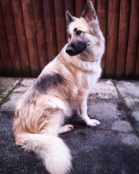 Kira rescue GSD - the last krystallos