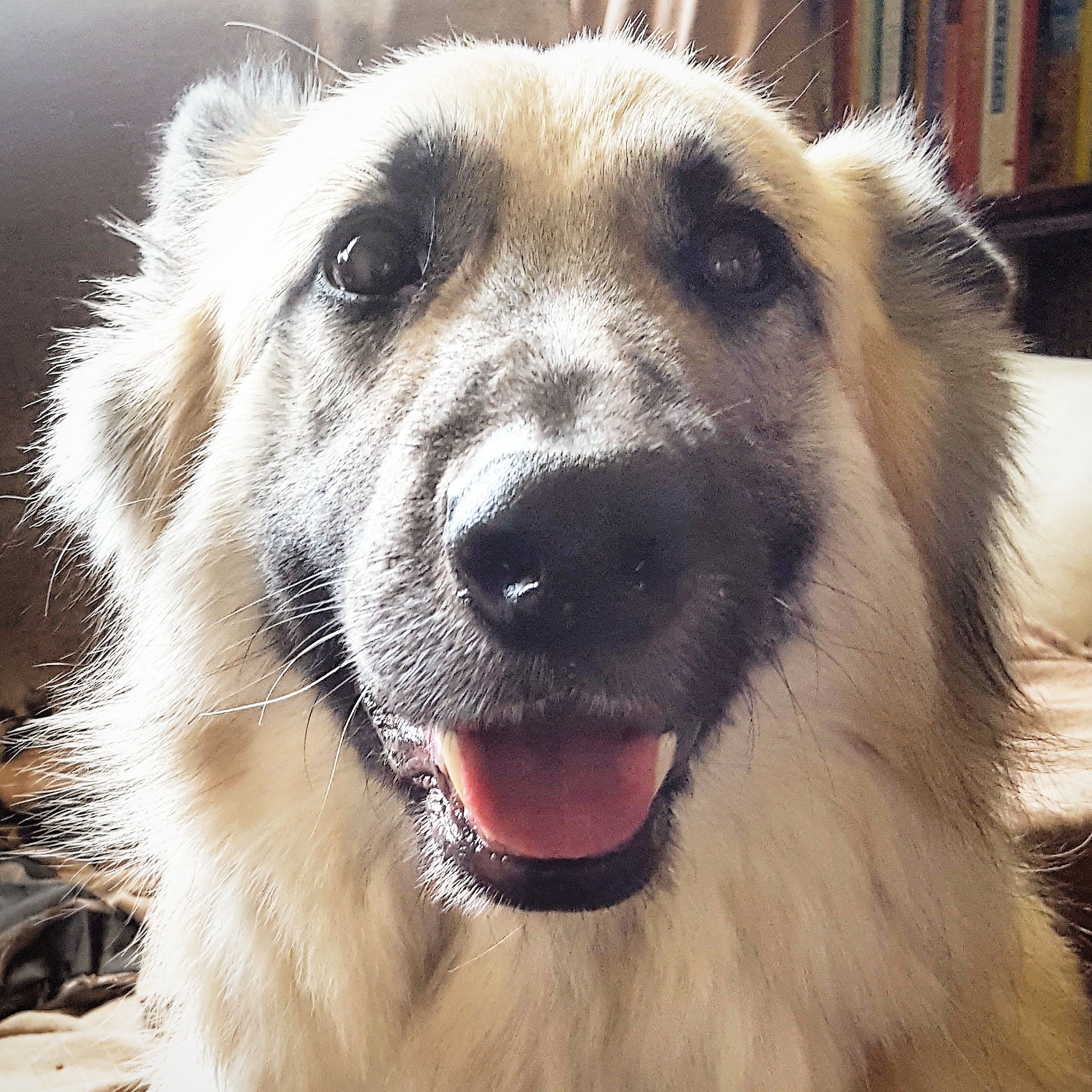 Kira smile - the last krystallos