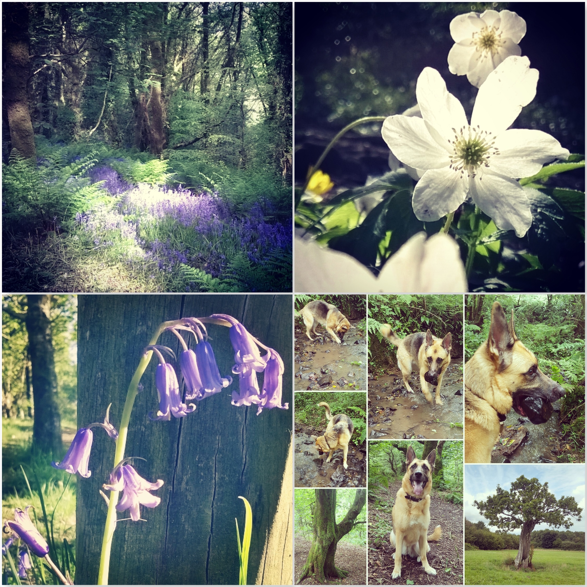 Bluebells - anemone - Roxy - Green Castle Woods - The Last Krystallos