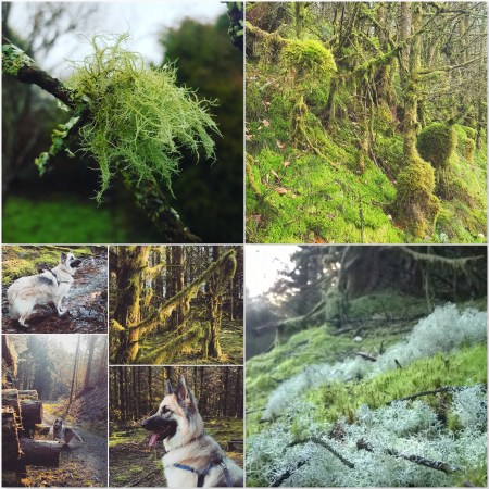 Brechfa moss - Kira - Brechfa Forest - The Last Krystallos