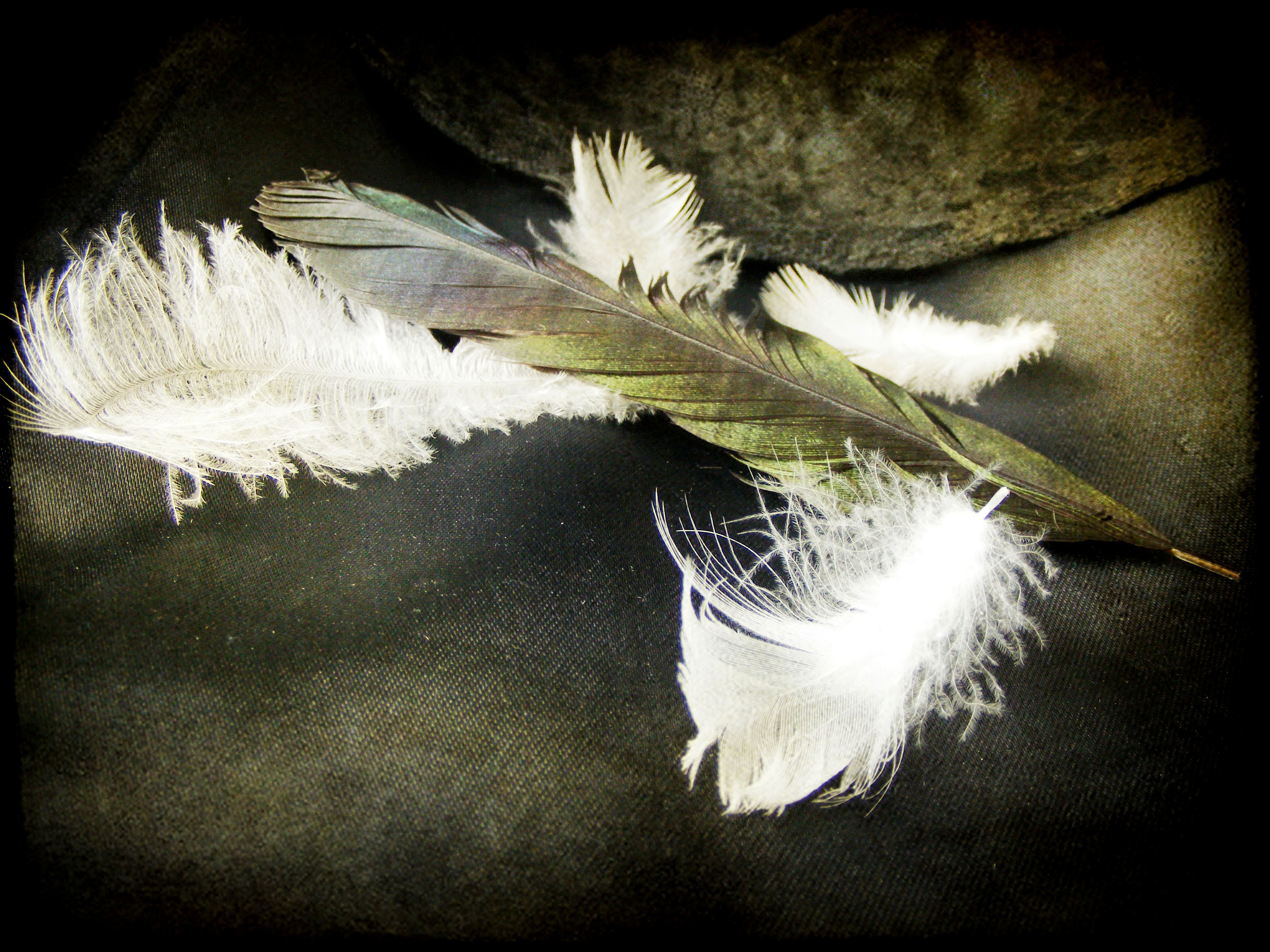 white and dark feathers by the last krystallos