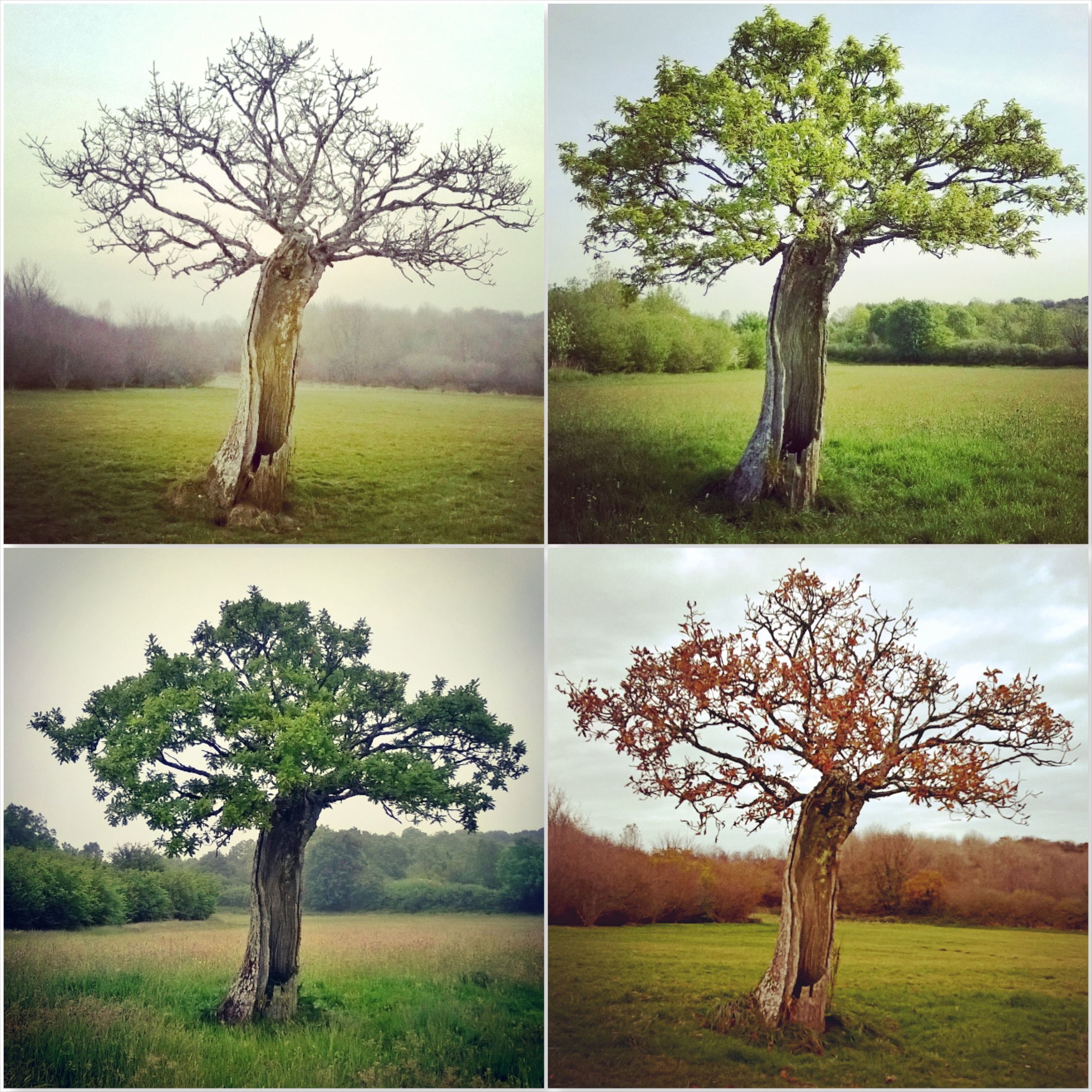 Four seasons - Old Oak - Green Castle Woods - The Last Krystallos