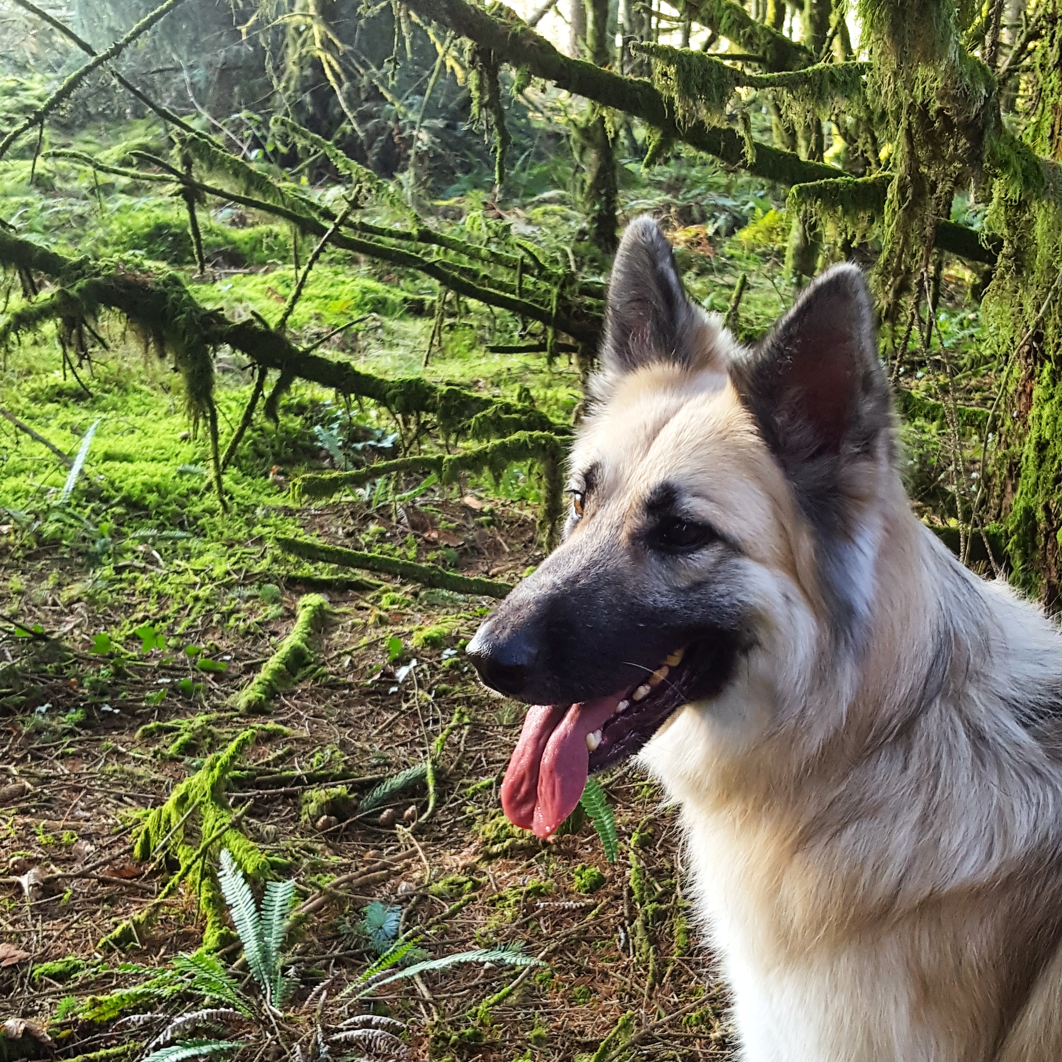 Kira - Brechfa Forest - The Last Krystallos