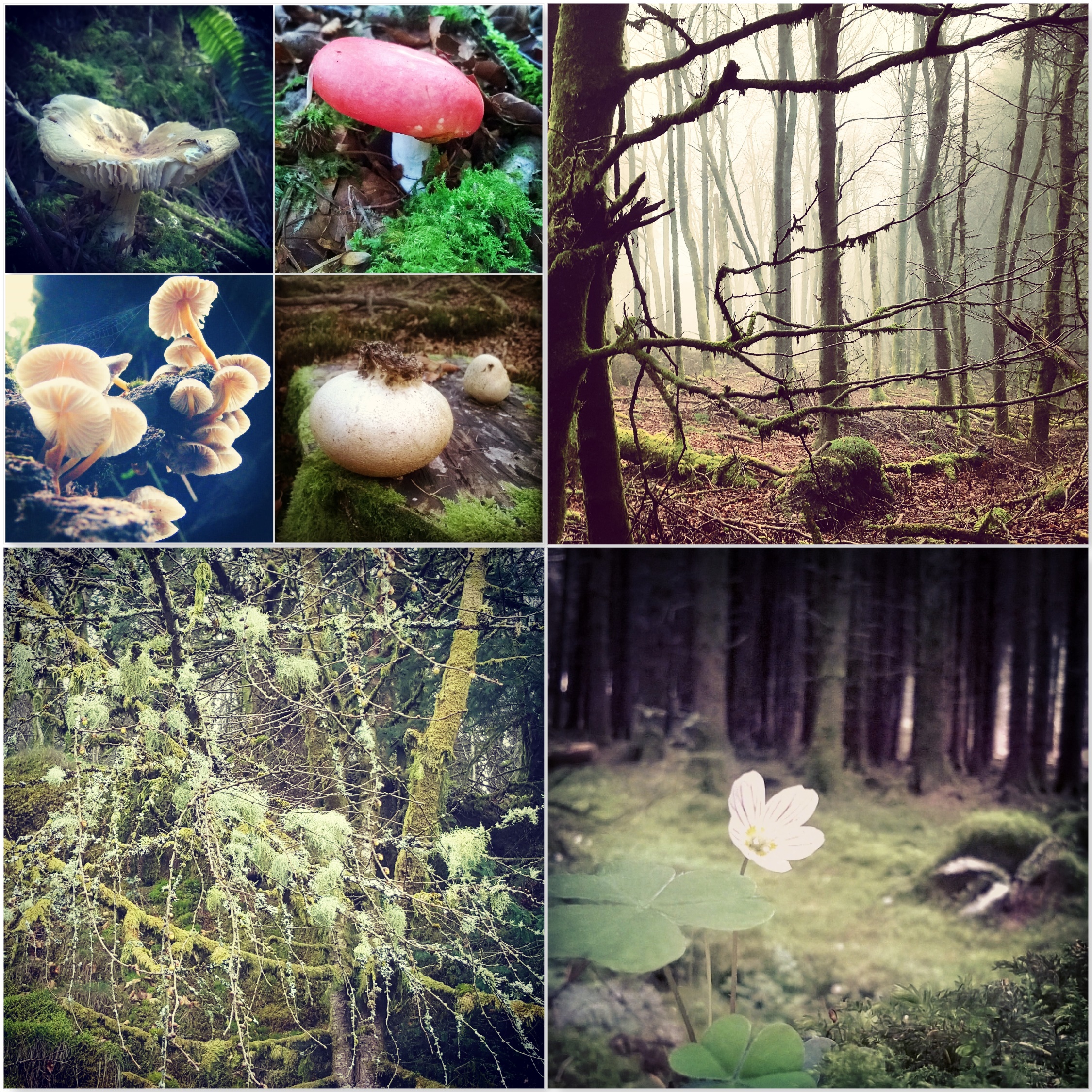 Toadstools mushrooms - fog - reindeer moss - oxalis - Brechfa Forest - The Last Krystallos