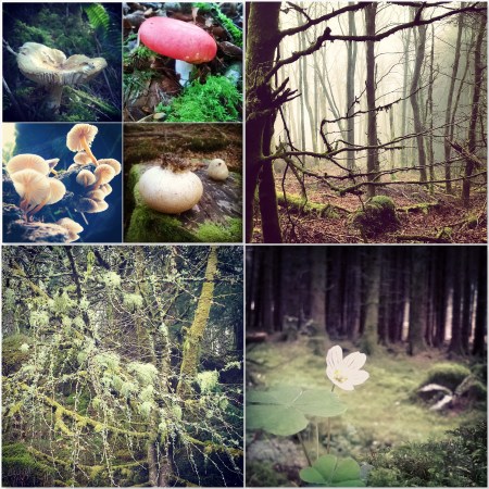 Toadstools mushrooms - fog - reindeer moss - oxalis - Brechfa Forest - The Last Krystallos