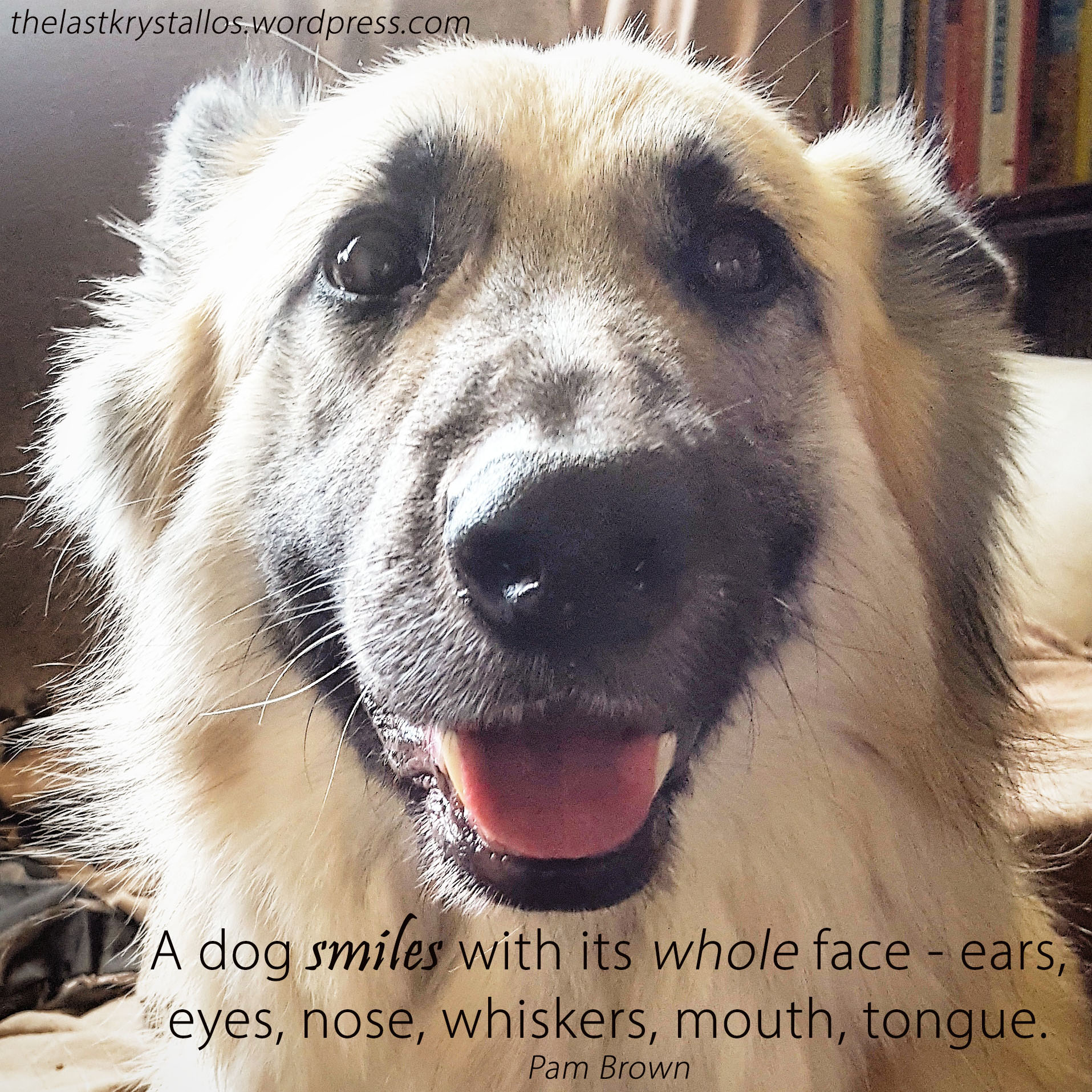 A dog smiles with its whole face - ears, eyes, nose, whiskers, mouth, tongue - Pam Brown - The Last Krystallos