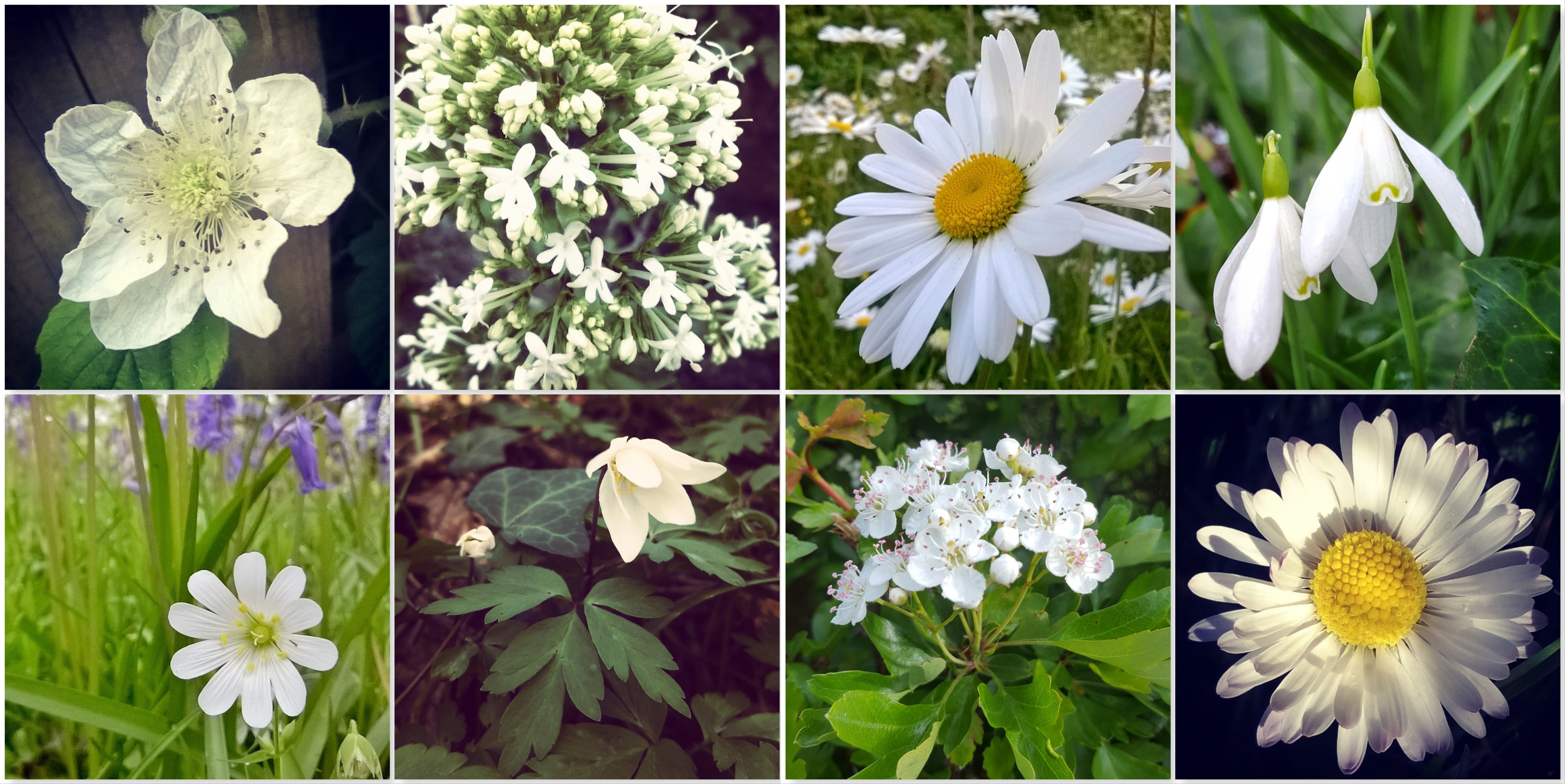 Blackberry - Valerian - Ox-eye Daisy - Snowdrop - Stitchwort - Wood Anemone - May Blossom - Daisy