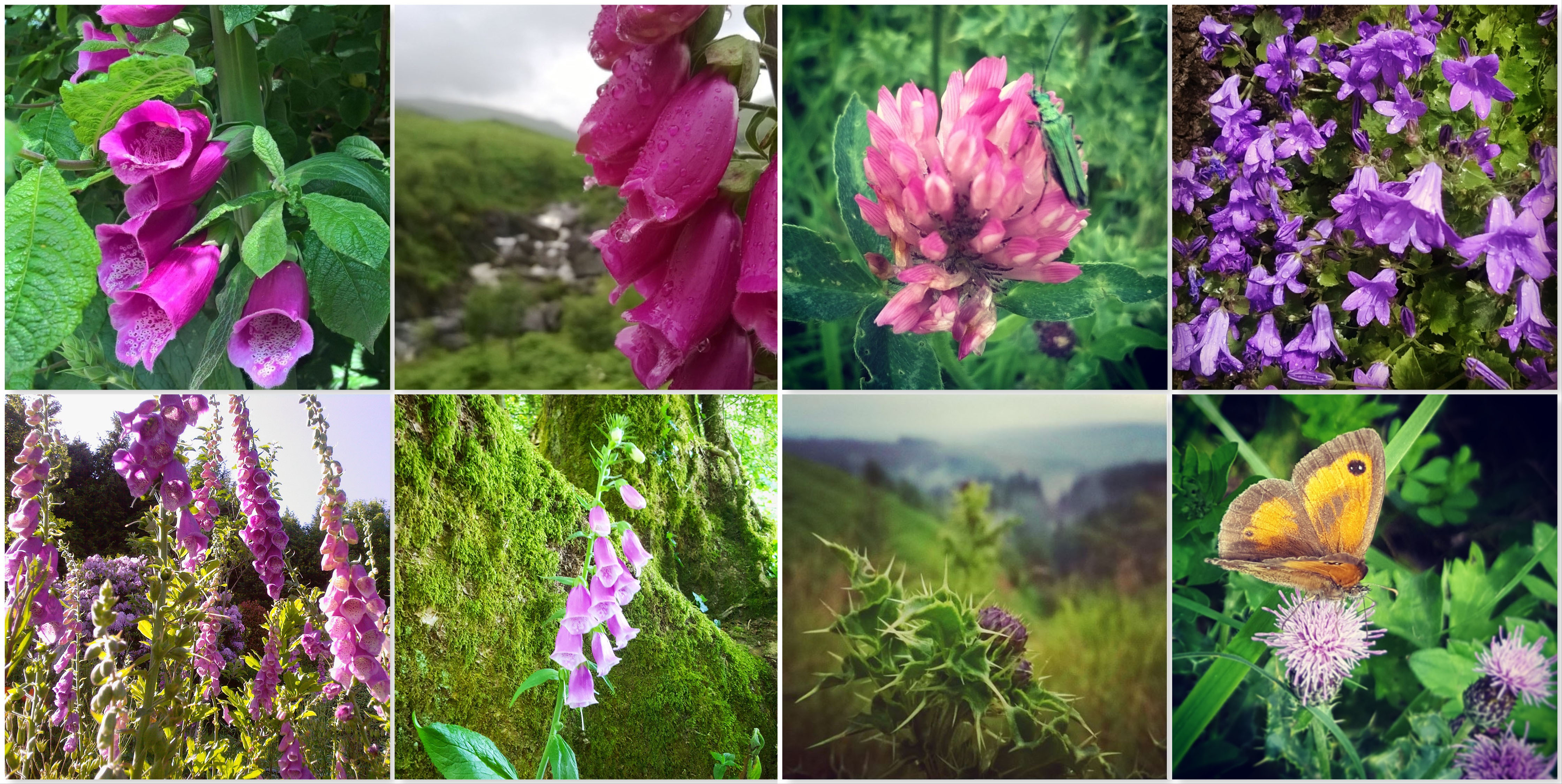 Foxgloves - Campanunla - Thistle and a Gatekeeper butterfly