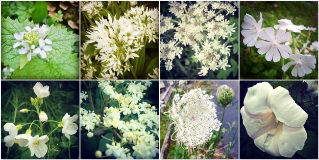 Garlic Mustard - Wild Garlic - Cow Parsley - White Campion - Cuckoo Flower - Elderflower - Wild Carrot - Columbine