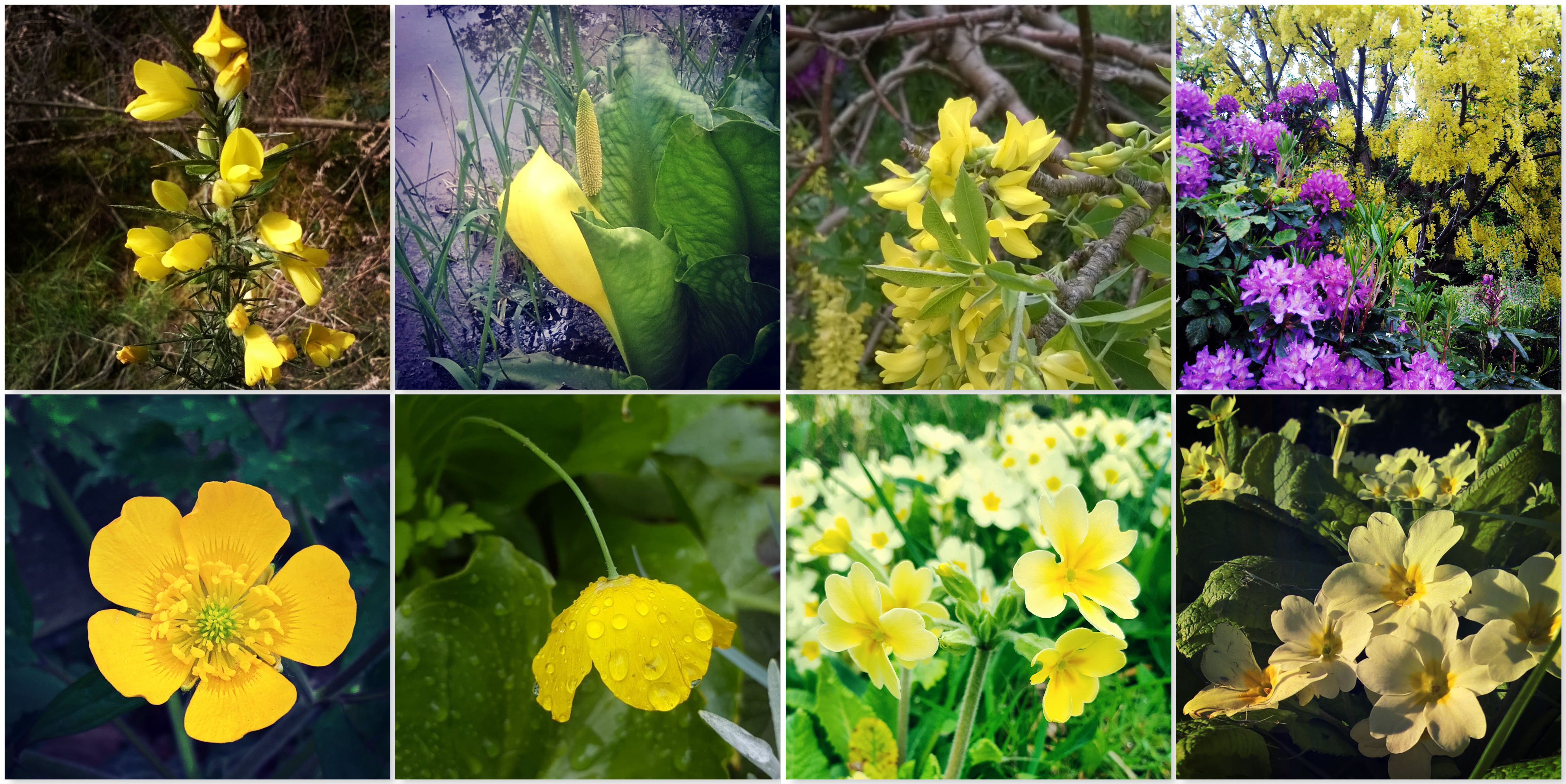 Gorse - Bog Arum Lily - Laburnum - Buttercup - Welsh Poppy - Cowslip - Primrose