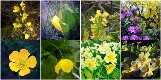 Gorse - Bog Arum Lily - Laburnum - Buttercup - Welsh Poppy - Cowslip - Primrose