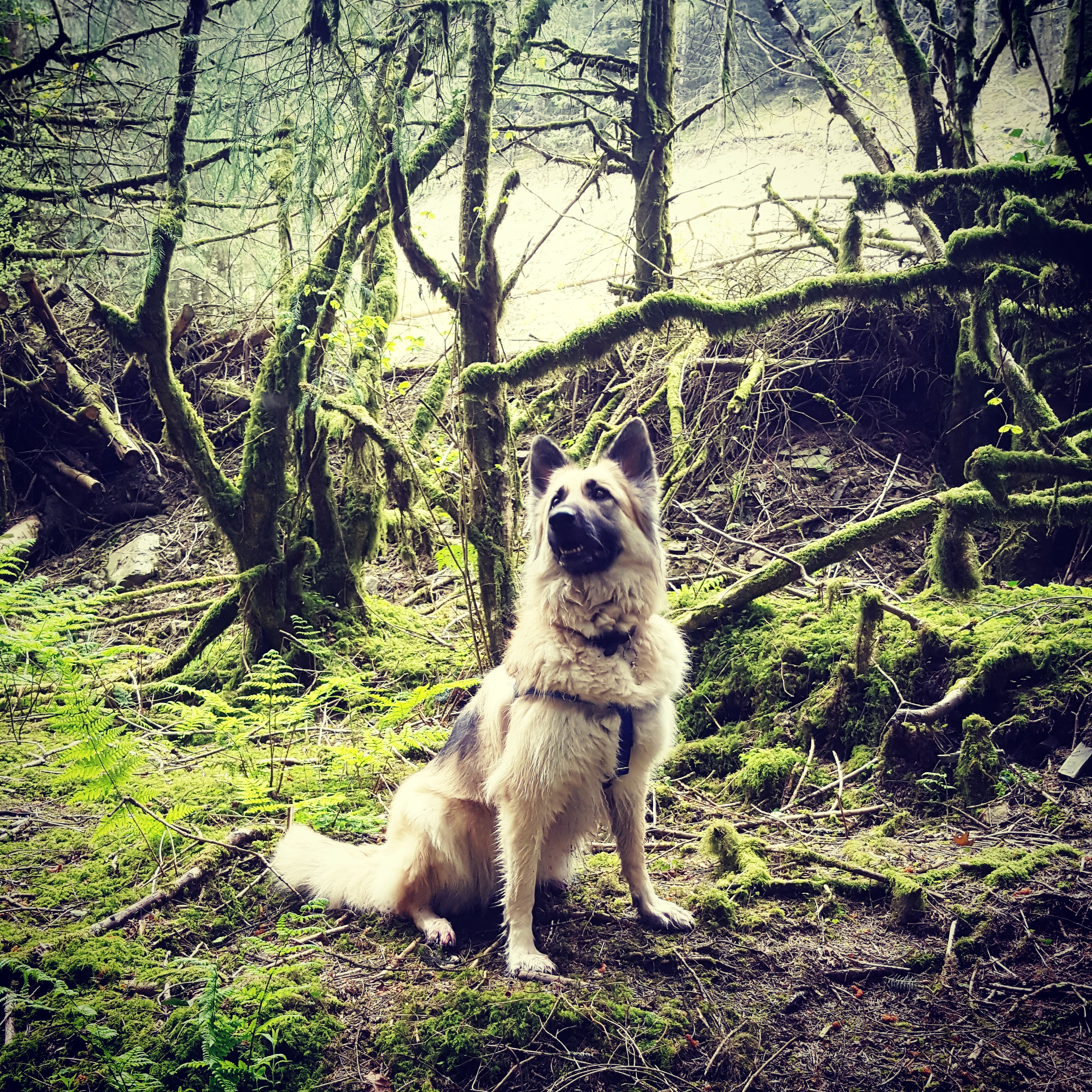 Kira GSD - Brechfa Forest - May 2019 - The Last Krystallos