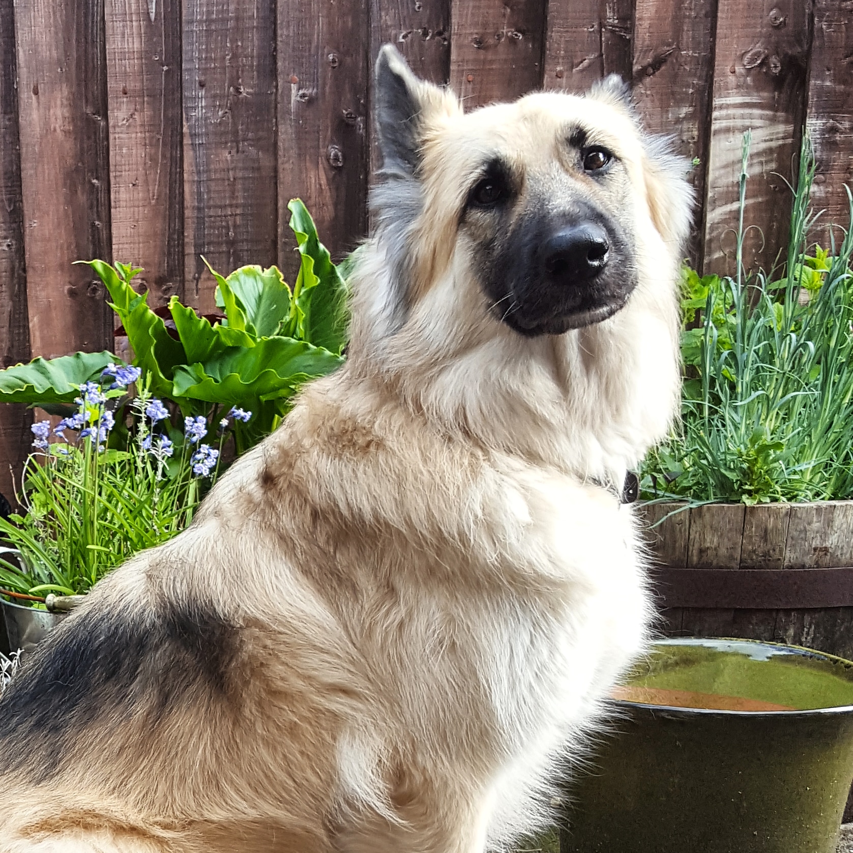 Kira GSD - May 2019- The Last Krystallos