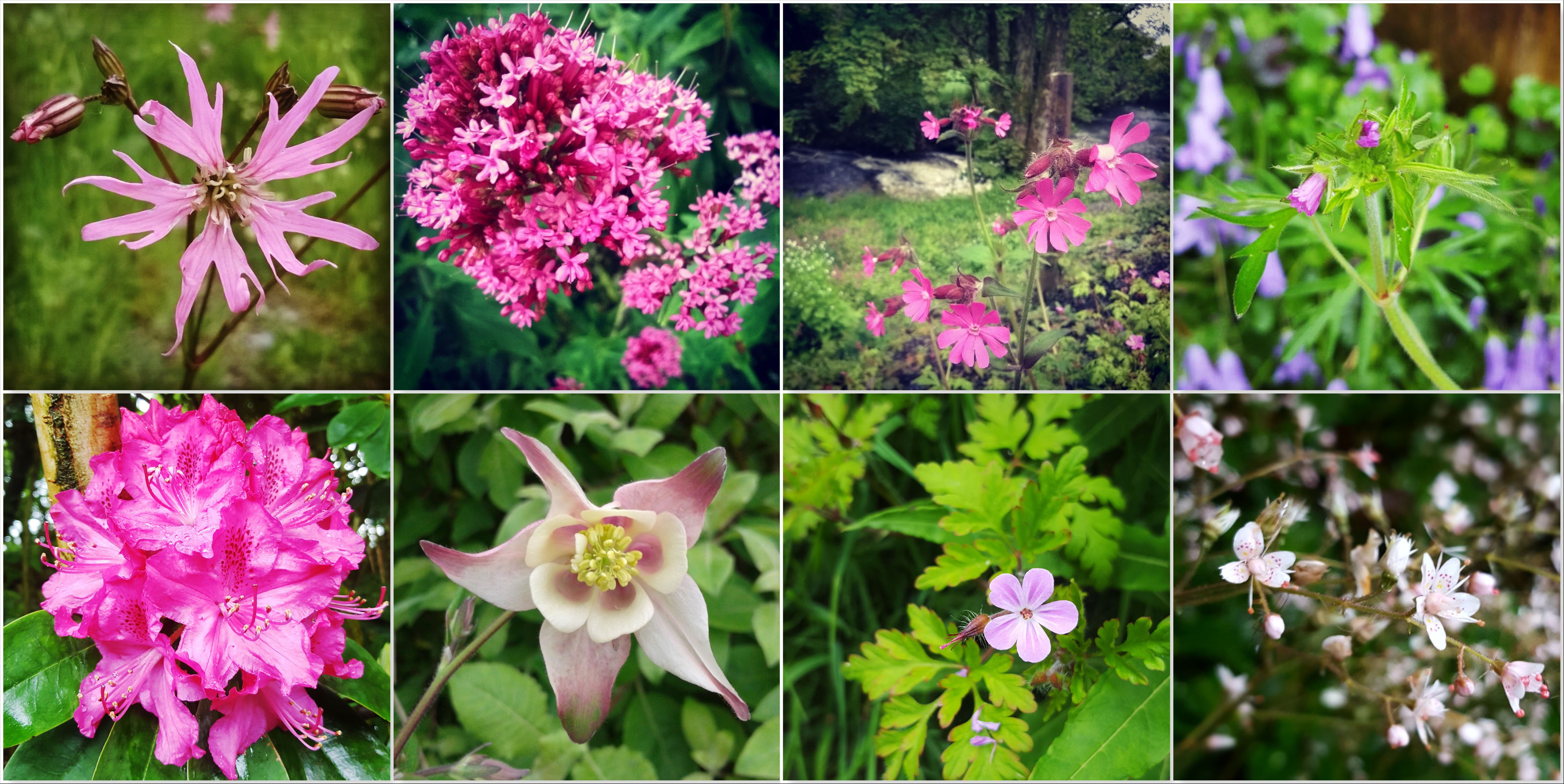 Ragged Robin - Red Valerian - Red Campion - Cranesbill - Rhododendron - Aquilegia - Herb Robert - London's Pride