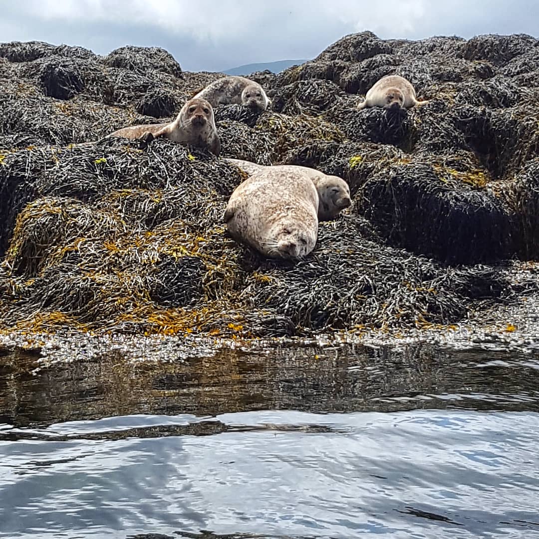 Dunvegan Seals - The Last Krystallos