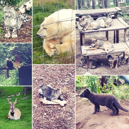 Highlands Wildlife Park - snow leopard, polar bear, red panda, wolves, deer, arctic fox cub - The Last Krystallos