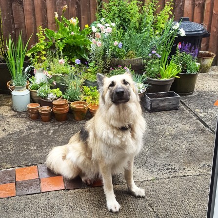 Kira and my yard garden 2019 - The Last Krystallos