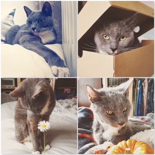 four photos of Misty grey cat - one stretching on bed, one in a box, one with a daisy, one with pumpkin