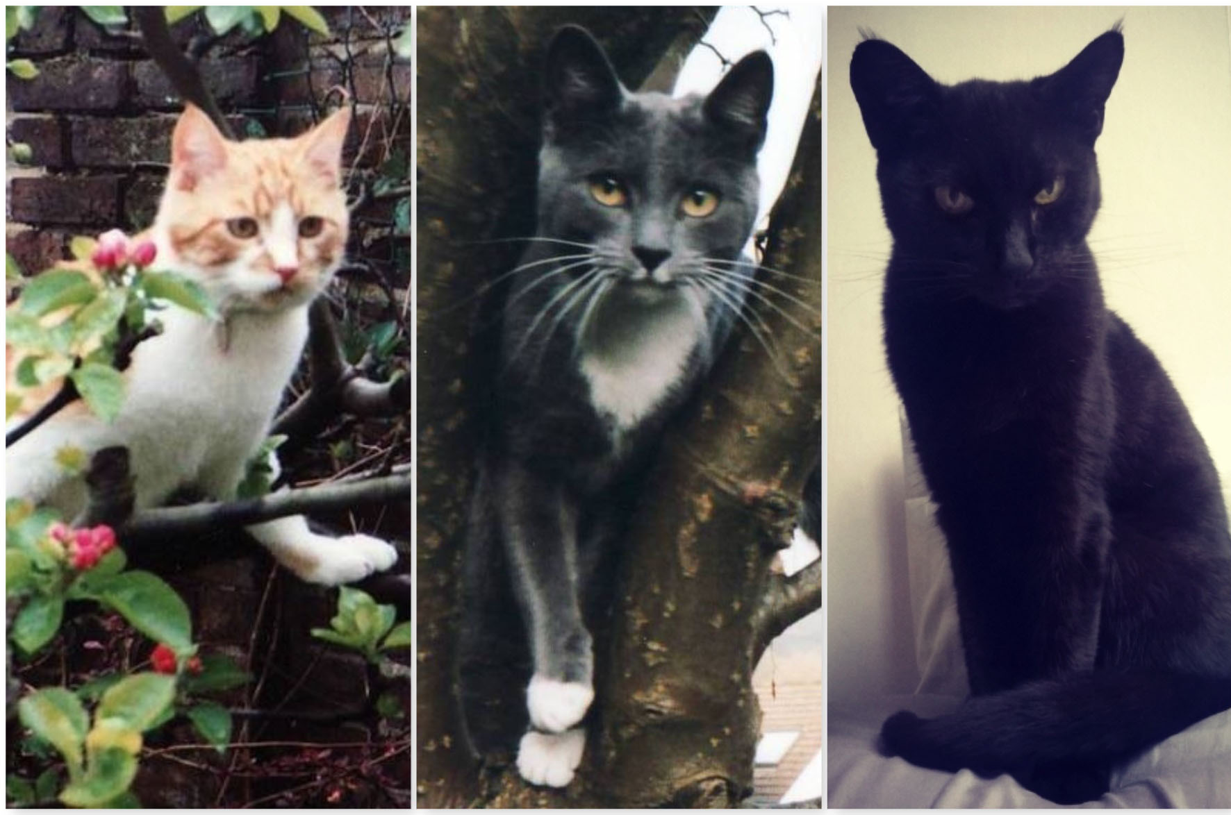 Rusty - ginger cat, Misty - grey cat, and Raven - black cat