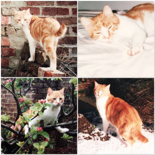 four photos of Rusty ginger cat. ONe on bricks, one asleep on bed, one in a tree, one in snow.