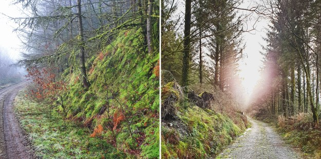 Images of January Brechfa Forest trees