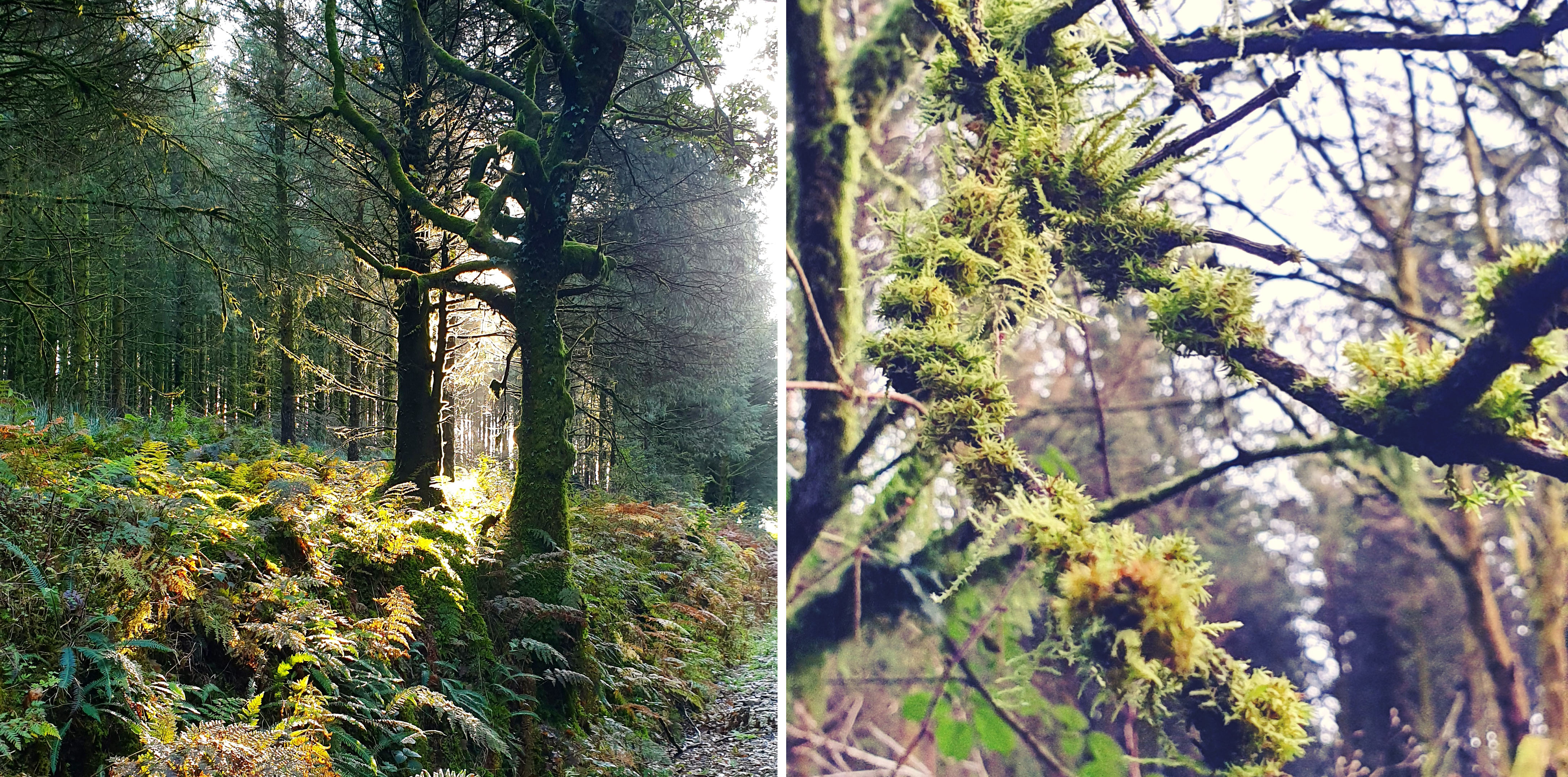 Images of October Brechfa Forest trees