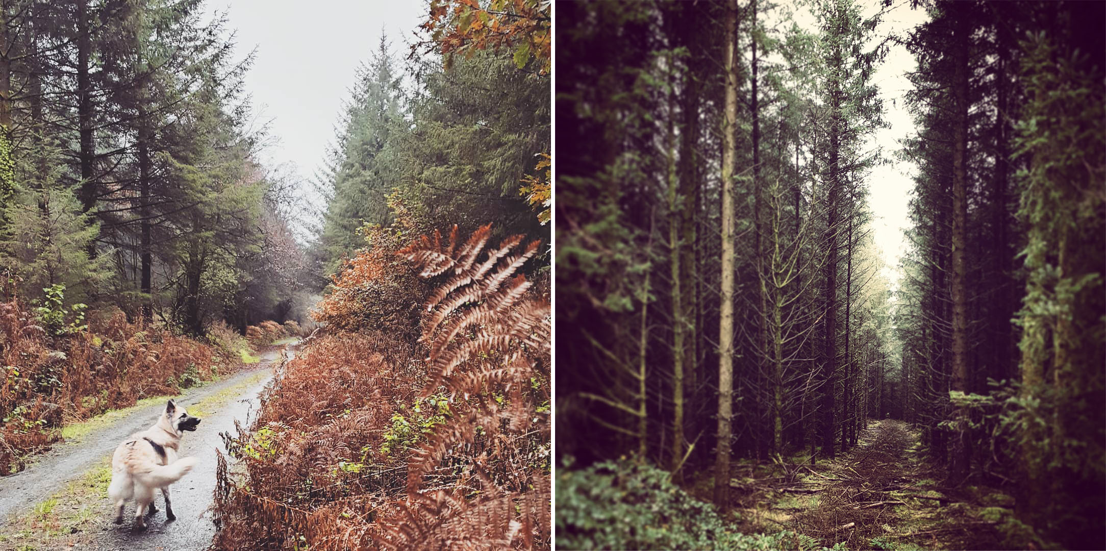 Images of November Brechfa Forest autumn trees