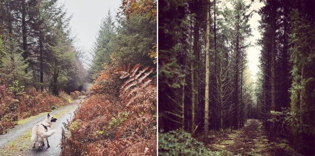 Images of November Brechfa Forest autumn trees