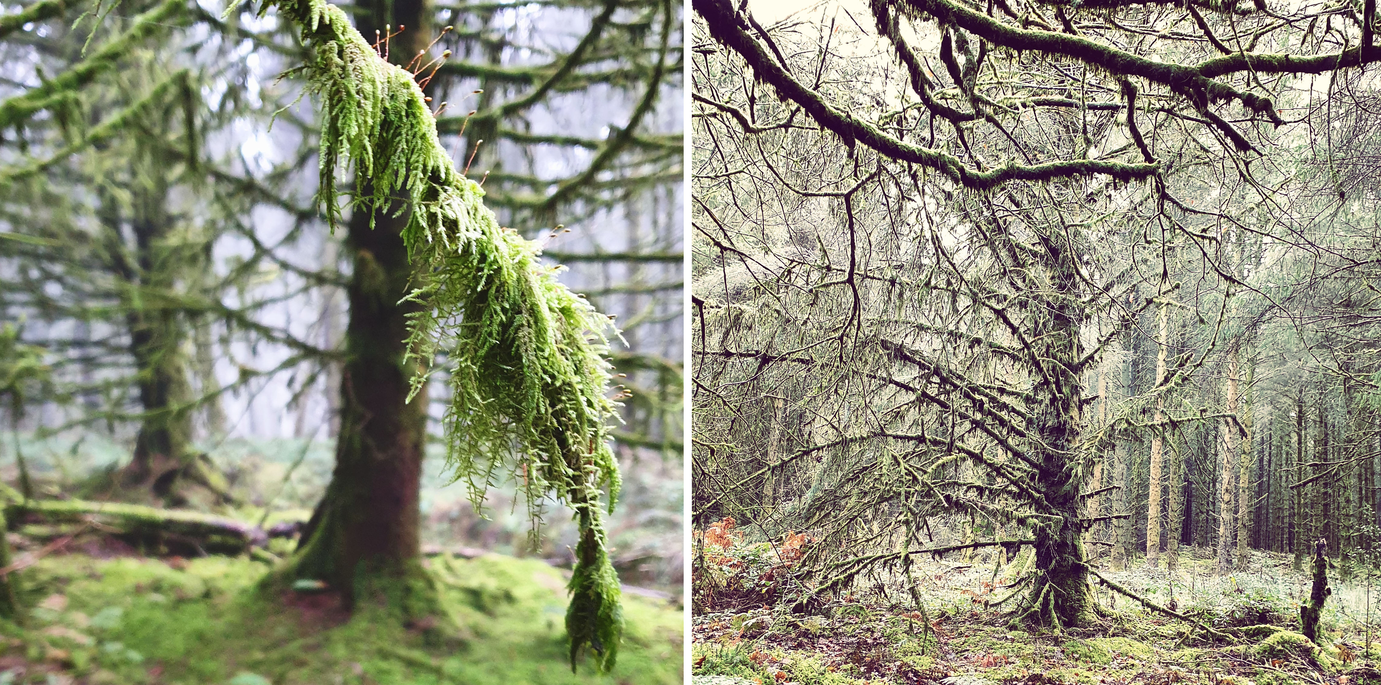 Images of December Brechfa Forest trees
