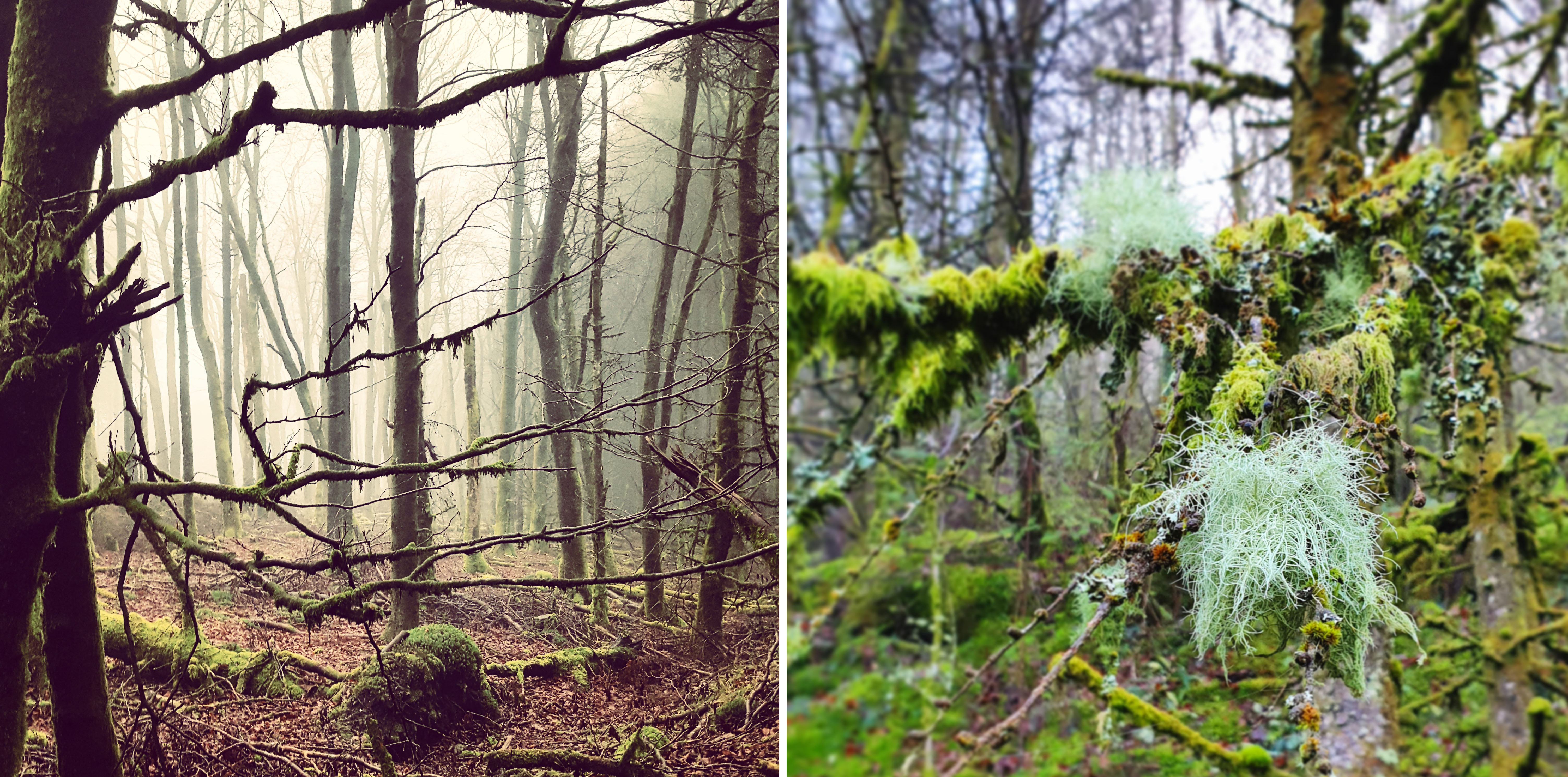 Images of February Brechfa Forest trees
