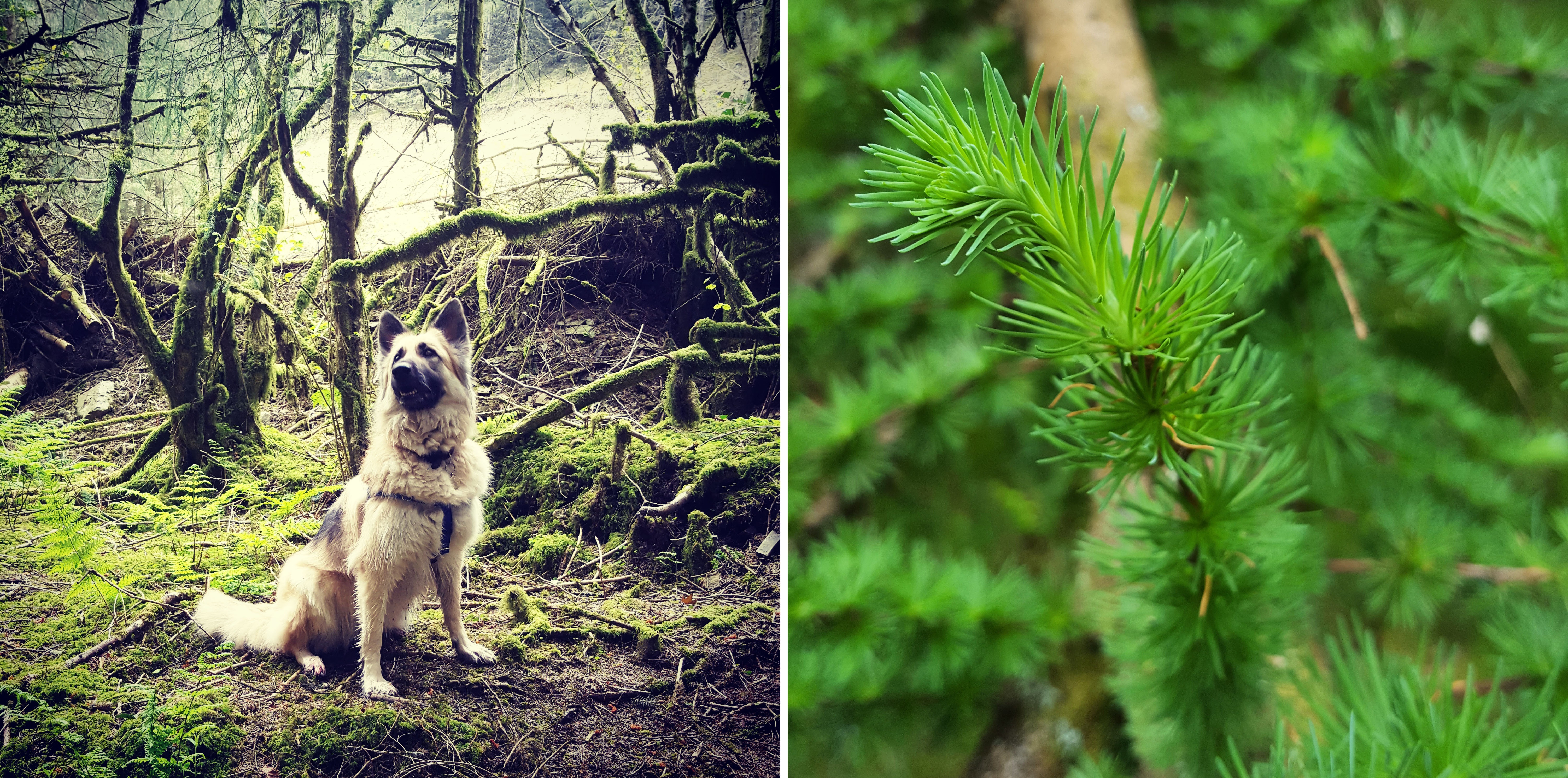 Images of May Brechfa Forest trees and a dog