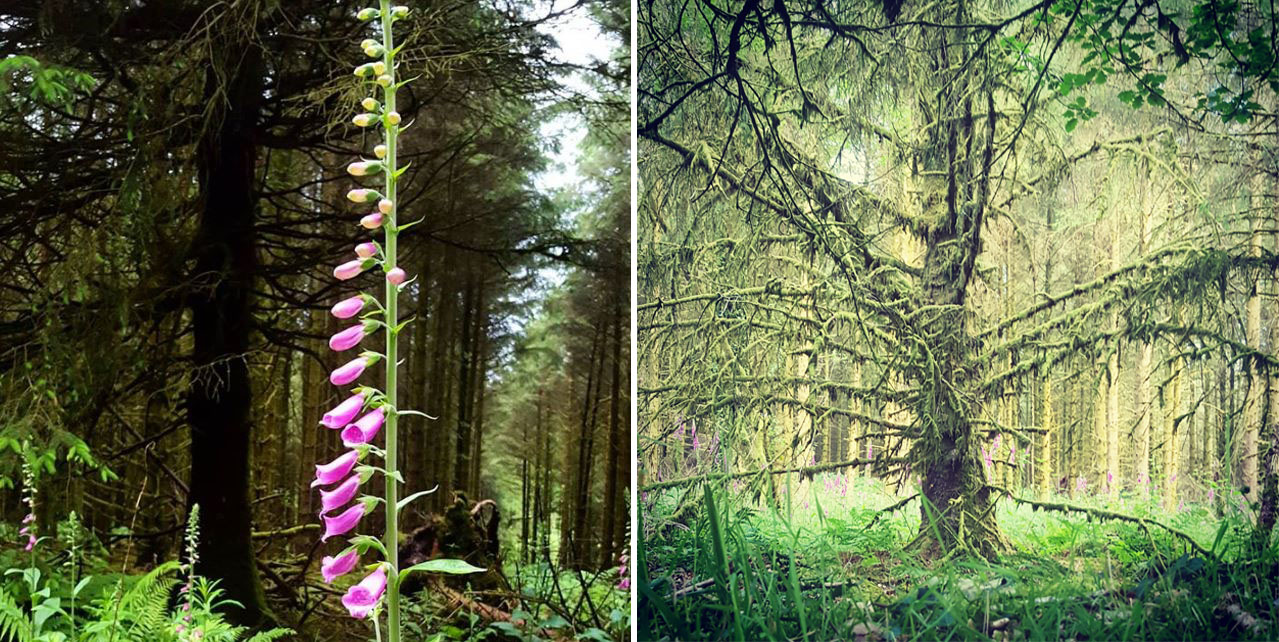 Images of July Brechfa Forest trees and Foxglove