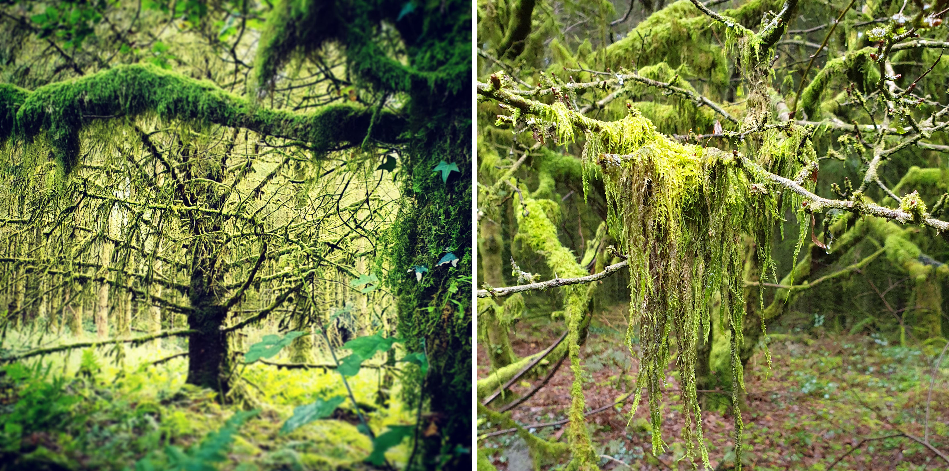 Images of August Brechfa Forest trees and moss