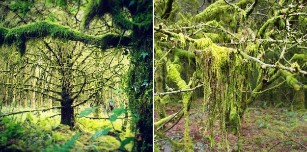 Images of August Brechfa Forest trees and moss