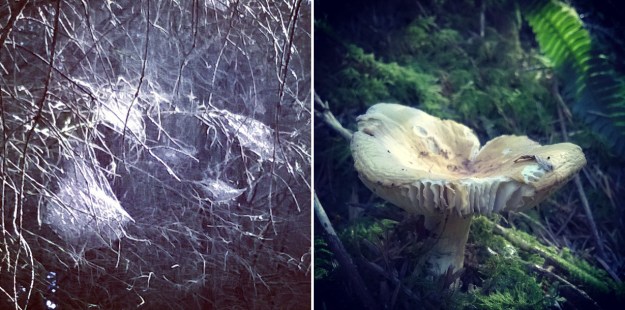 Images of September Brechfa Forest webs and mushroom