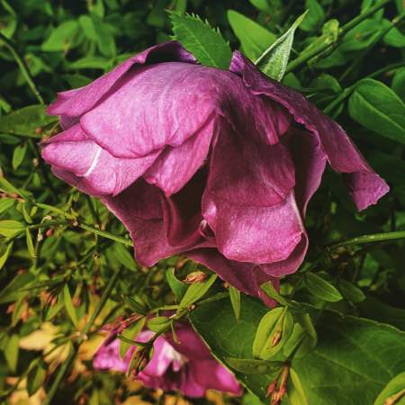 Rhapsody in Blue rose - The Last Krystallos